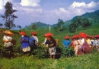 Taking time out for tea in the Puncak