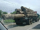 Indonesia, Malaysia need harmonized anti-timber smuggling procedures