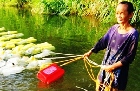 Our garden is the sea: contingency and improvisation in Mandar women`s work