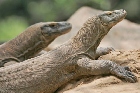 Komodo Makes Final Round Of `7 Wonders` Contest