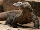 Cinta Indonesia? "Vote Komodo" di www.new7wonders.com