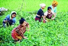 Gerakan Sejuta Buku bagi Petani Sumbar